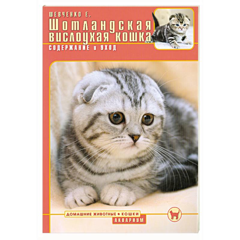 Шотландская вислоухая кошка : Содержание и уход