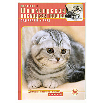 Шотландская вислоухая кошка : Содержание и уход